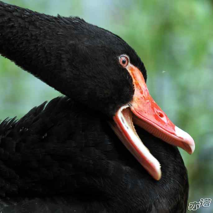 圆明园&nbsp;wbr路&nbsp;wbr黑天鹅梳羽