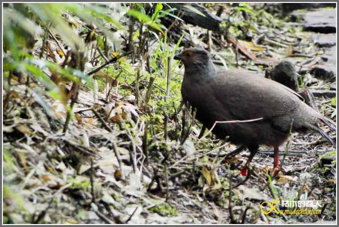 烟雨朦朦的瓦屋高原（瓦屋山系列二）【照片】