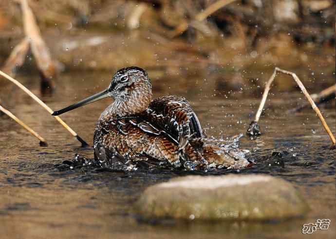 白河峡谷 wbr路 wbr孤沙锥(沐浴梳羽版) 白河峡谷 wbr路 wbr孤沙锥(沐浴梳羽版)