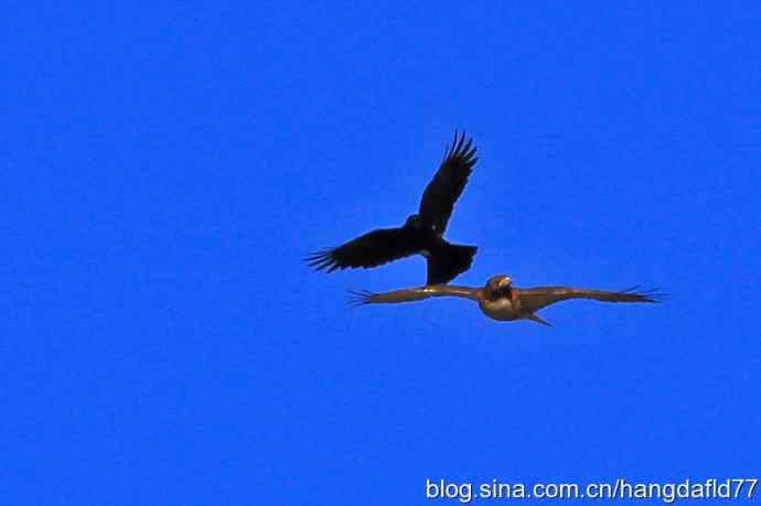 乌鸦驱逐老鹰