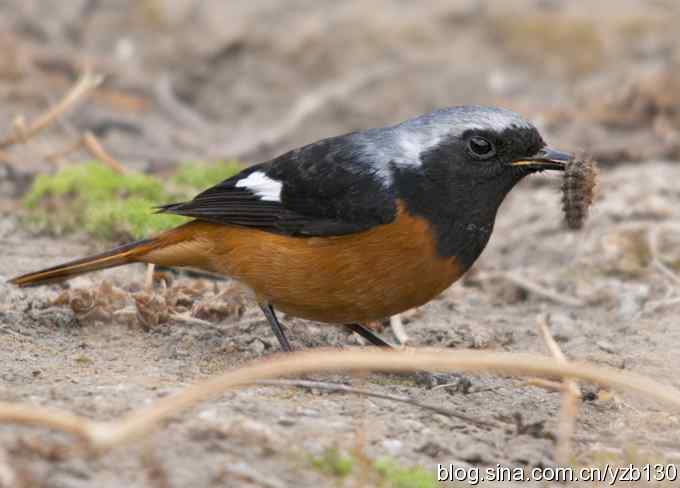 北红美餐（组图）