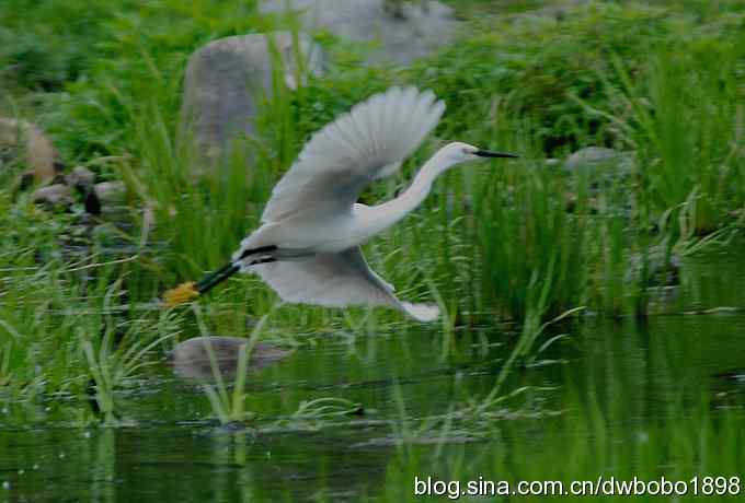 鸟友同游怀沙河