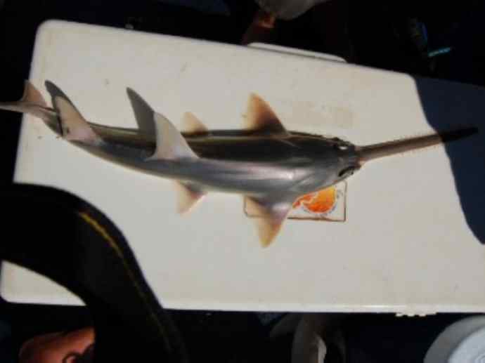 鱼类活化石:锯鳐 鱼类活化石:锯鳐