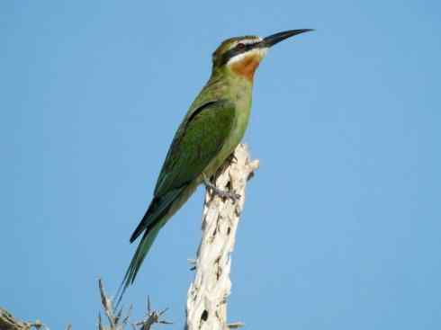 绝色攀禽：佛法僧目之蜂虎4