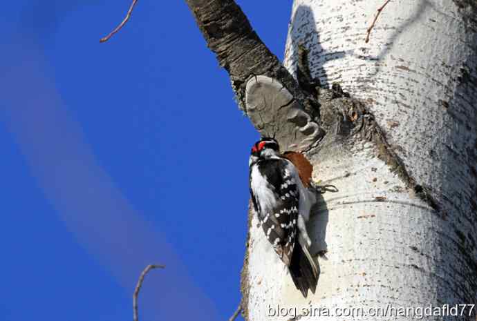 毛发啄木鸟 毛发啄木鸟