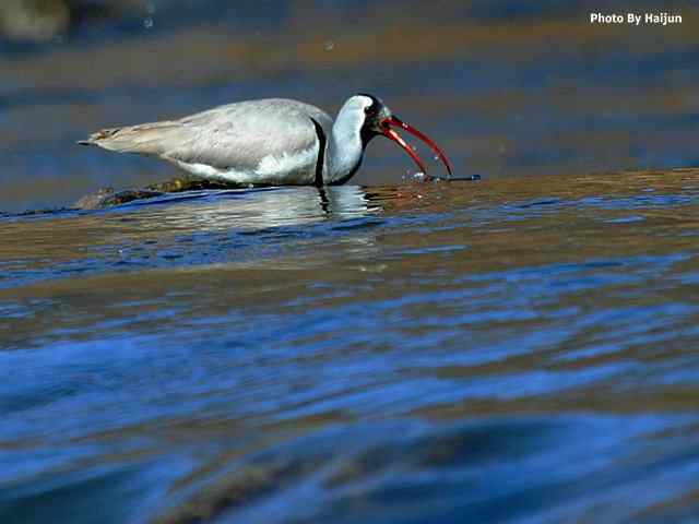 峡谷中观赏百态鹮嘴鹬