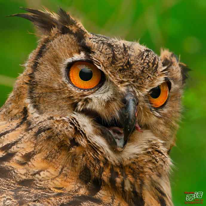 再次探访最大的猫头鹰——雕鸮