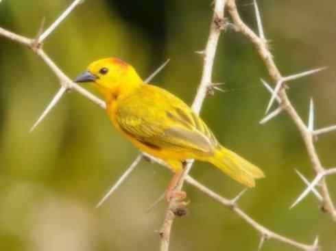 美丽无罪：雀鸟之寡妇鸟