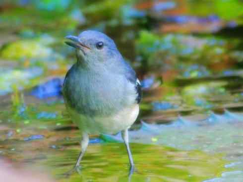 雀鸟也彪悍：谁怕谁（鹊鸲）