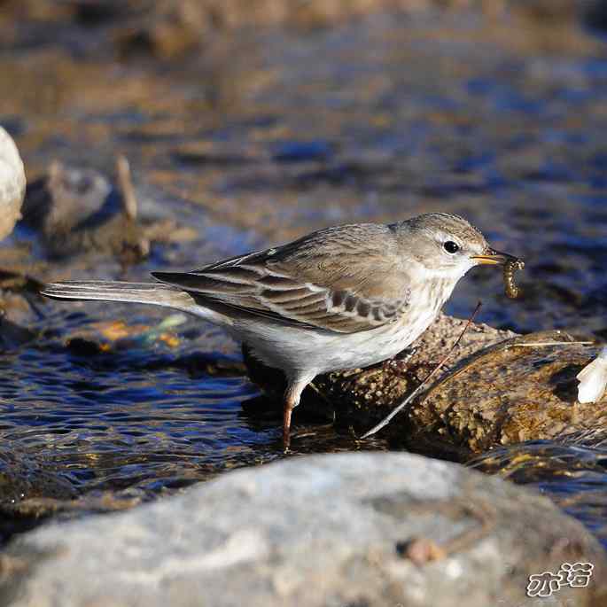 白河峡谷 wbr路 wbr水鹨 白河峡谷 wbr路 wbr水鹨