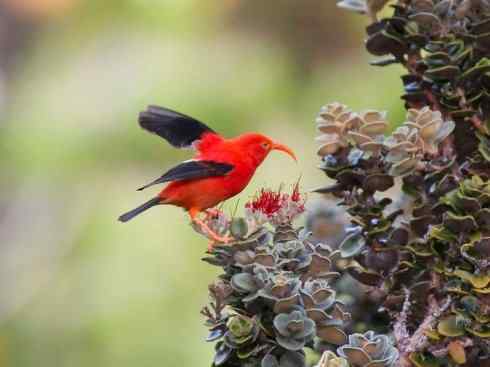 极品红色鸟类：镰嘴管舌鸟
