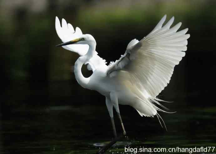 白鹭翩跹