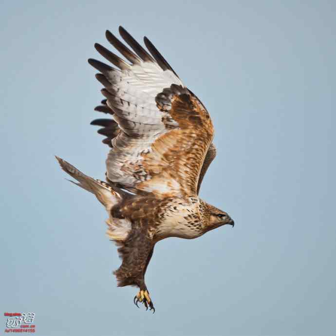 达里湖&nbsp;wbr路&nbsp;wbr大鵟