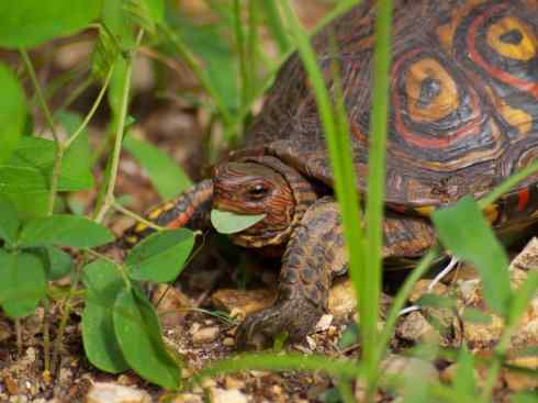玄武：传说的兽原型探秘（潮龟）