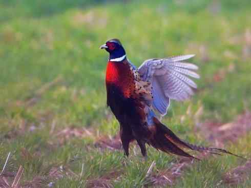 凤凰：传说的鸟原型探秘（雉鸡）