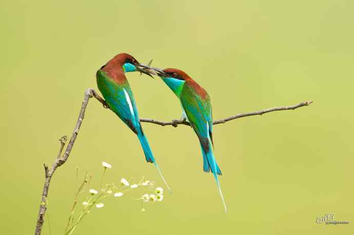 湖北大悟的蓝喉蜂虎