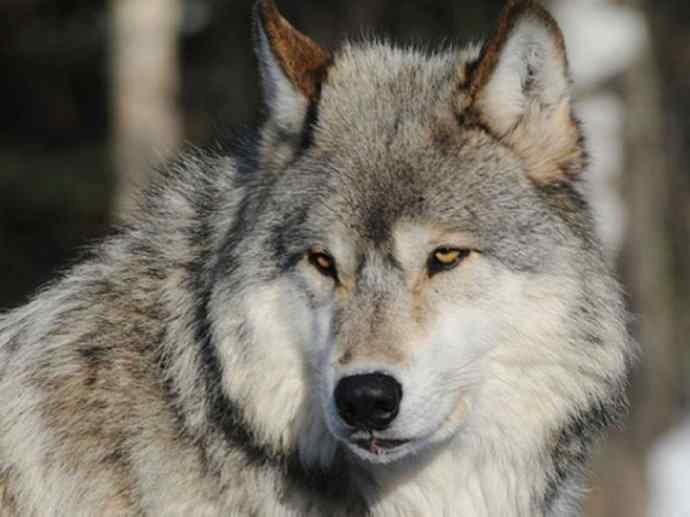 犬科：犬亚科犬属之澳洲野犬、歌唱犬、家犬