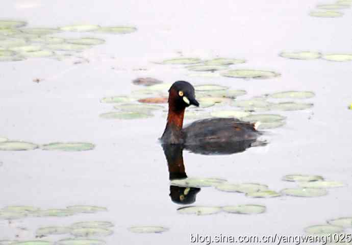 早餐 wbr鈥斺斝t捕鱼纪实