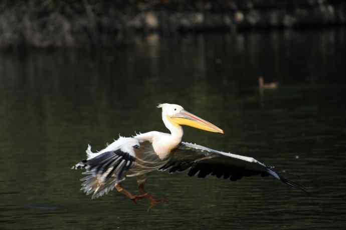 再拍鹈鹕 wbr wbr14