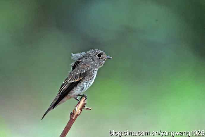 烏鶲（亚成鸟）3