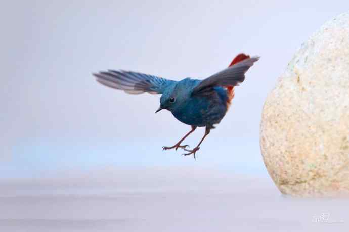 一组十渡的明星鸟贺新春