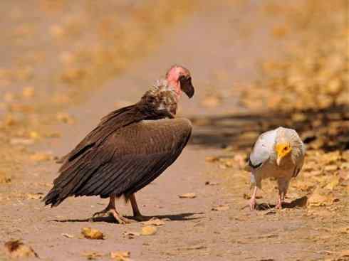 鸟类之最：高山兀鹫