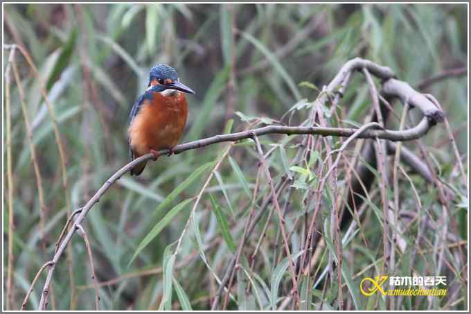 阴天拍的是鈥溞那殁潯菊掌