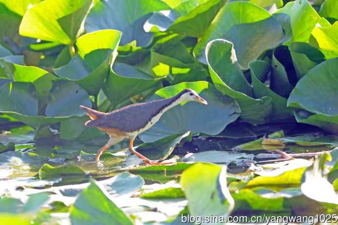 白胸苦恶鸟（4）