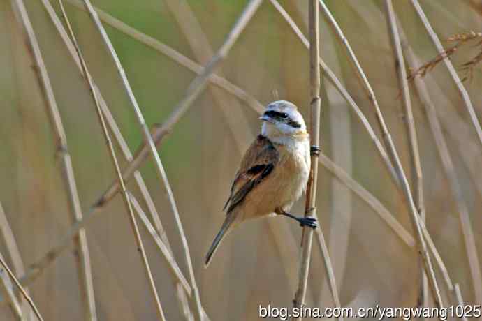 中华攀雀(3) 中华攀雀(3)