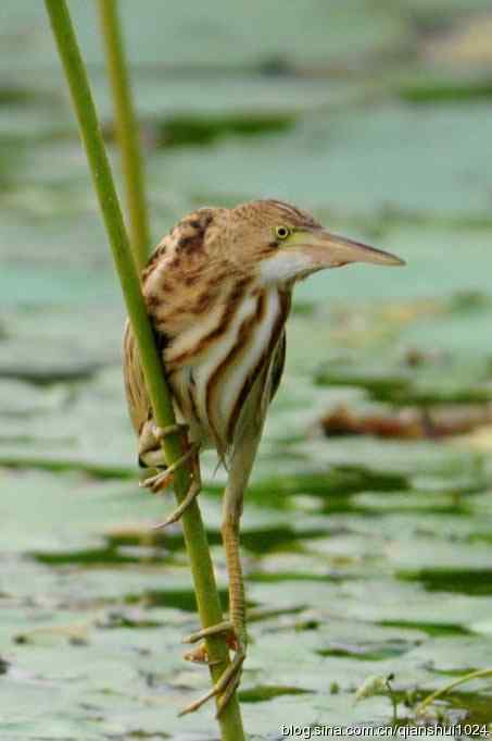 鸟儿快乐.人更快乐(沙河.奥体公园)