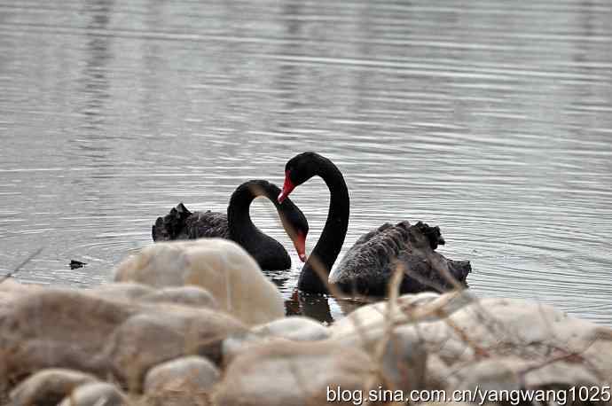 逆光拍摄黑天鹅 wbr2