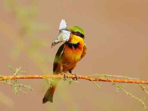 绝色攀禽：佛法僧目之蜂虎4