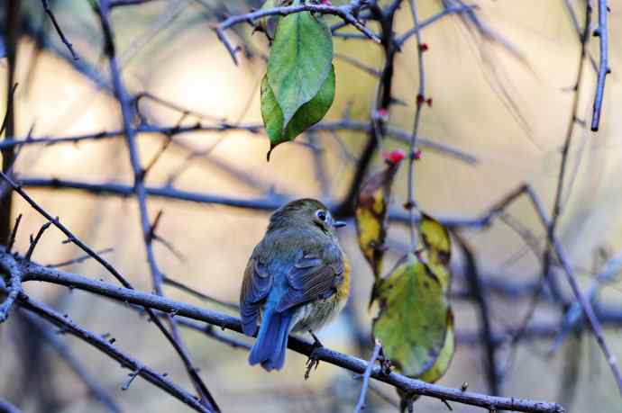 雌性红胁蓝尾鸲(8) 雌性红胁蓝尾鸲(8)