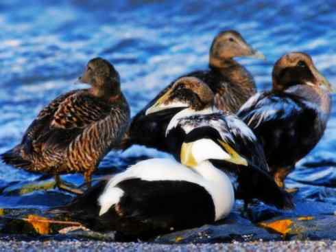 鸟类之最:欧绒鸭 鸟类之最:欧绒鸭