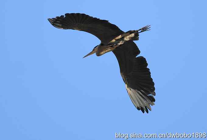 秃鹫和十渡的几只大鸟