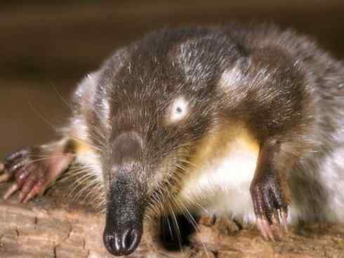 动物世界：山寨还是原创之十二