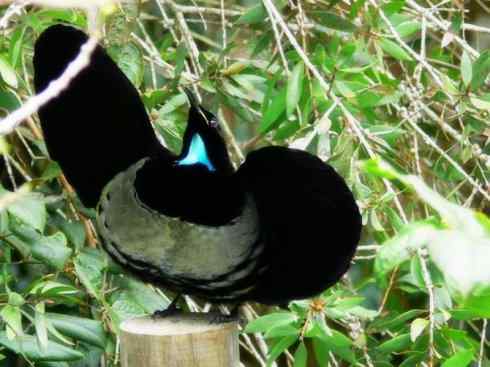 美丽无罪:雀鸟之极乐鸟 美丽无罪:雀鸟之极乐鸟