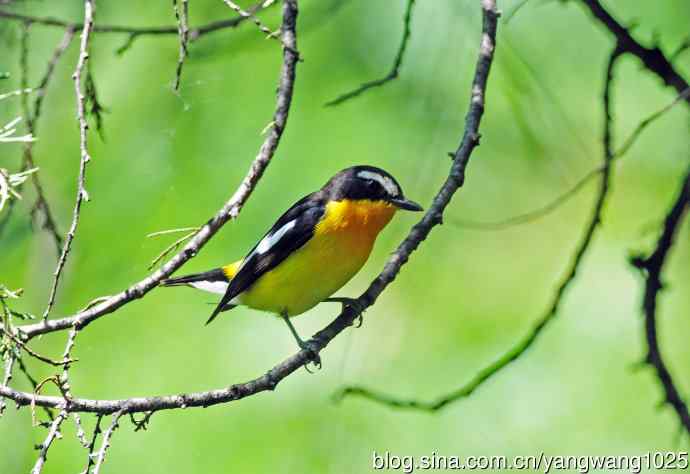 雄性白眉姬鹟（4）