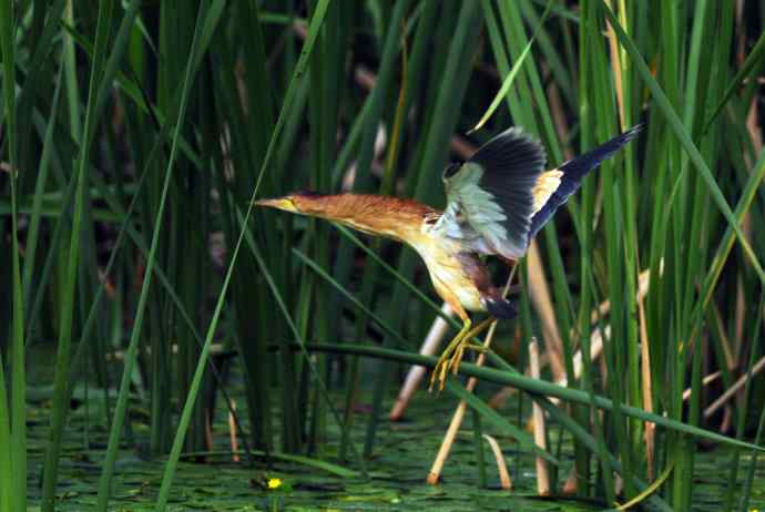 捕鱼的黄苇鳽（记实）2