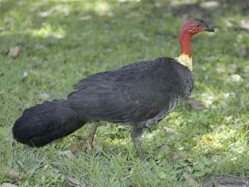 另类鸟类建筑师之二（褐背拟地鸦、雪雀）