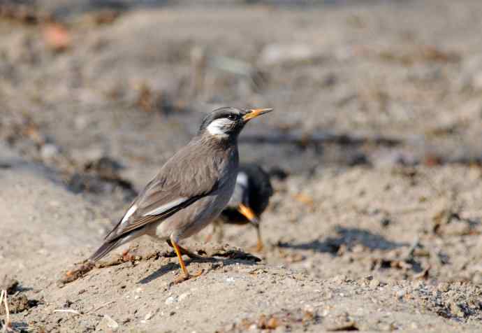 随走随拍（灰椋鸟）