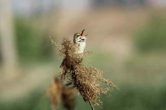 东方大苇莺 东方大苇莺