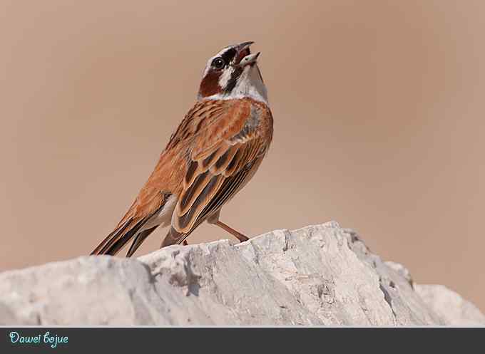 蓝矶鸫和沿河城的那些鸟