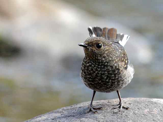 十渡有鸟初长成 wbr. wbr养在溪边人尽识