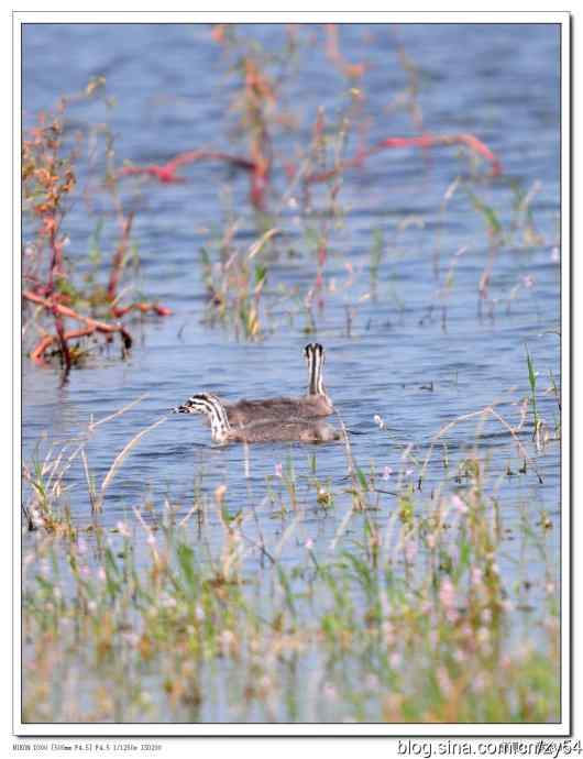 我在鄱阳湖意外的拍摄到了红胸秋沙鸭