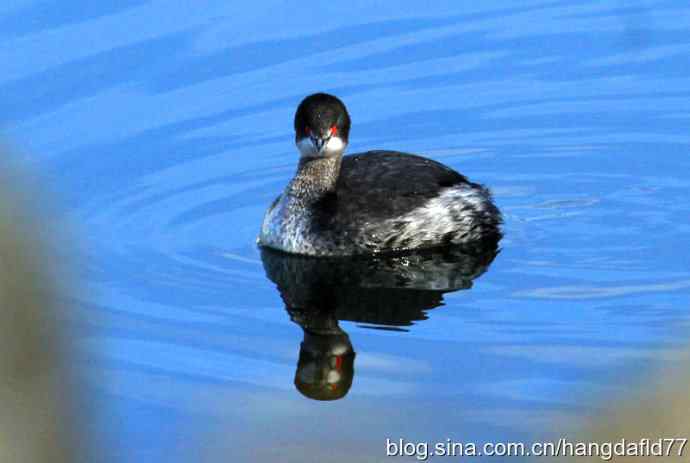 黑颈鸊鷉 黑颈鸊鷉