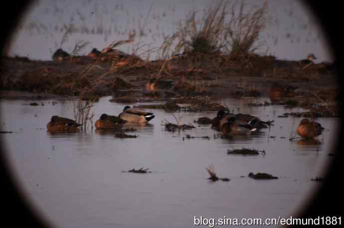 崇明东滩湿地公园观鸟记