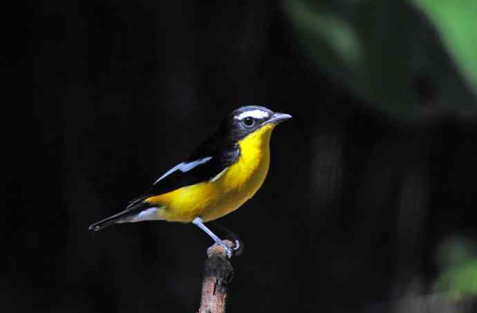 雄性白眉姬鹟（6）