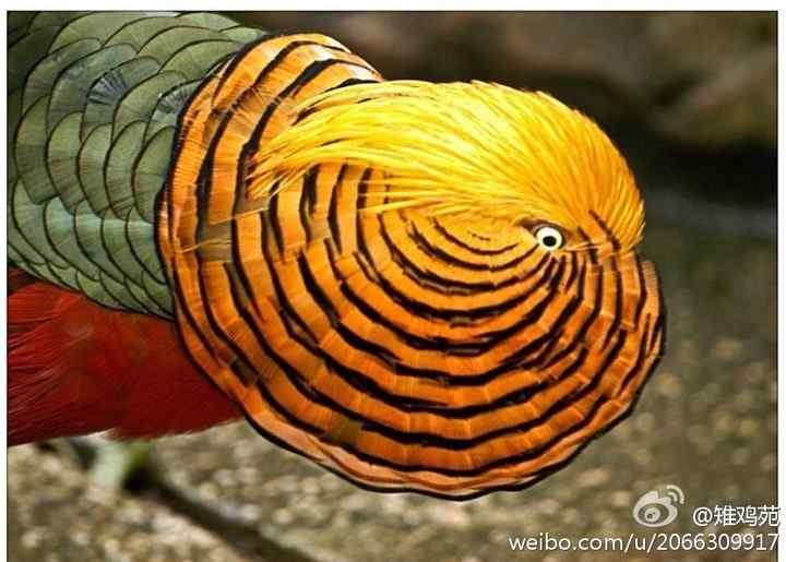 雉鸡美图集——大头贴