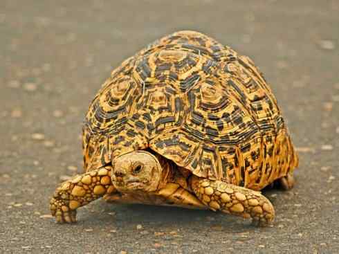 玄武：传说的兽原型探秘（象龟）